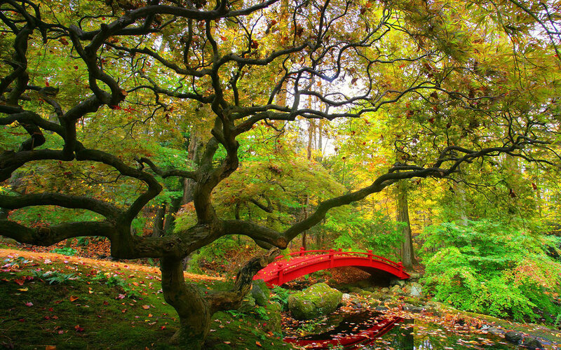 Red Bridge in Forest — Green, Serene, Autumn