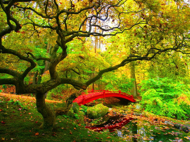 Red Bridge in Forest — Green, Serene