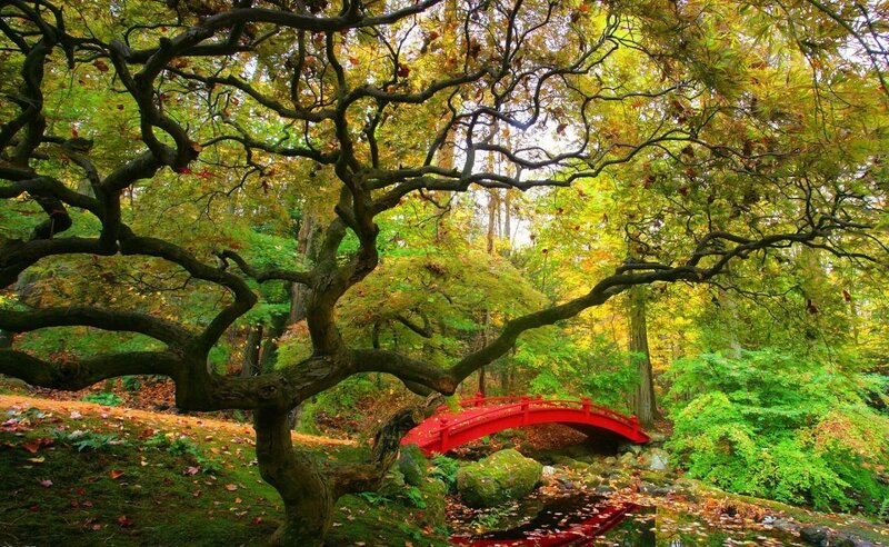 Red Bridge in Forest — Green