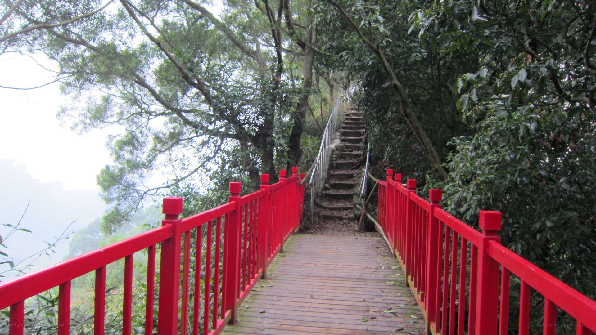 Red bridge in forest