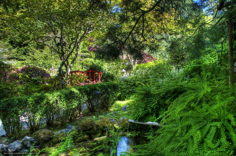 Red Bridge in Garden — Green, Serene, Afternoon, Photograph, Stream, Trees, Ferns