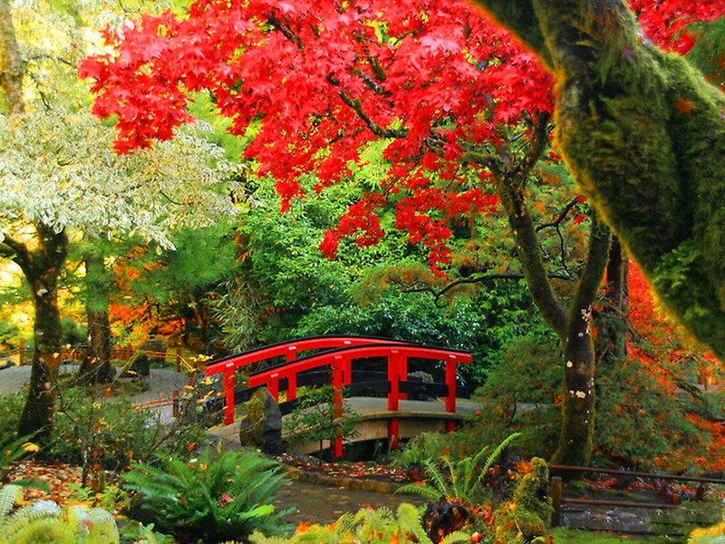 Red Bridge in Garden — Serene, Autumn