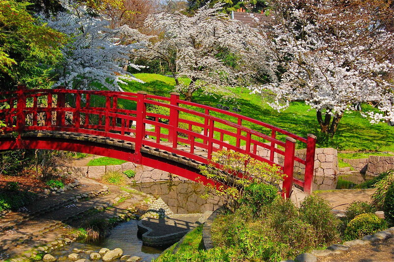 Red Bridge in Garden — Serene, Spring, Photograph, Cherry Blossoms