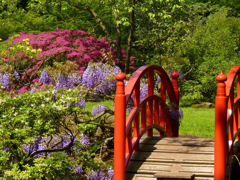Red Bridge in Garden — Serene, Spring, Photograph, Flowers