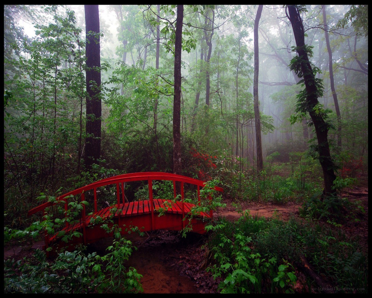 Red bridge in misty forest