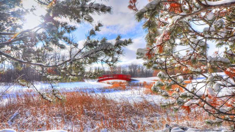 Red Bridge in Snow — White, Serene, Winter, Photograph, Pine Branches
