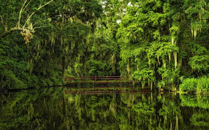 Red Bridge in Swamp — Green