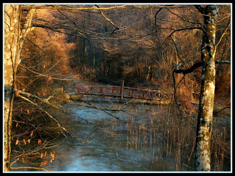 Red bridge over a forest stream