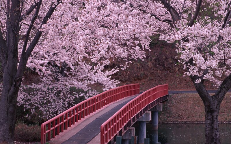 Red Bridge under Cherry Blossoms — Pink, Serene, Spring, Photograph, Cherry Blossoms, River
