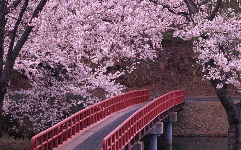 Red Bridge under Cherry Blossoms — Pink, Serene, Spring, Photograph, Cherry Blossoms, River, Trees