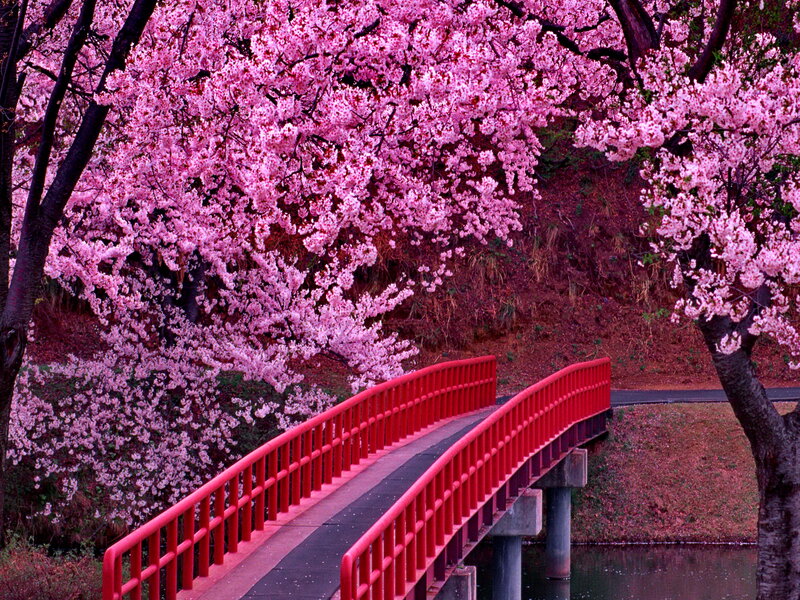 Red Bridge under Cherry Blossoms — Pink, Serene, Spring, Photograph, Cherry Blossoms