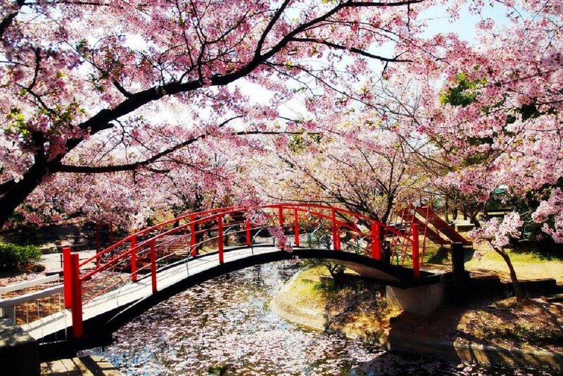 Red Bridge under Cherry Blossoms — Pink, Serene, Spring, Photograph, River
