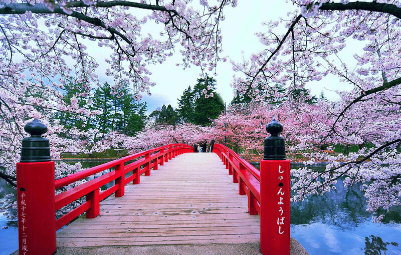 Red Bridge under Cherry Blossoms — Pink, Serene, Spring, Photograph