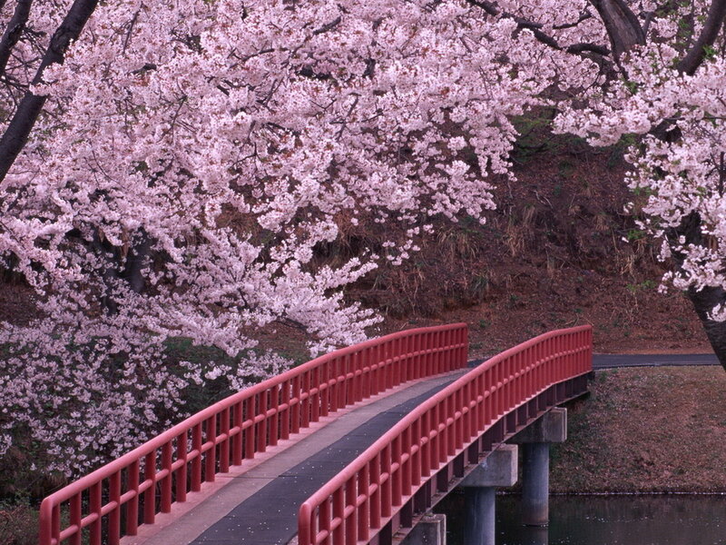 Red Bridge under Cherry Blossoms — Pink, Serene, Spring