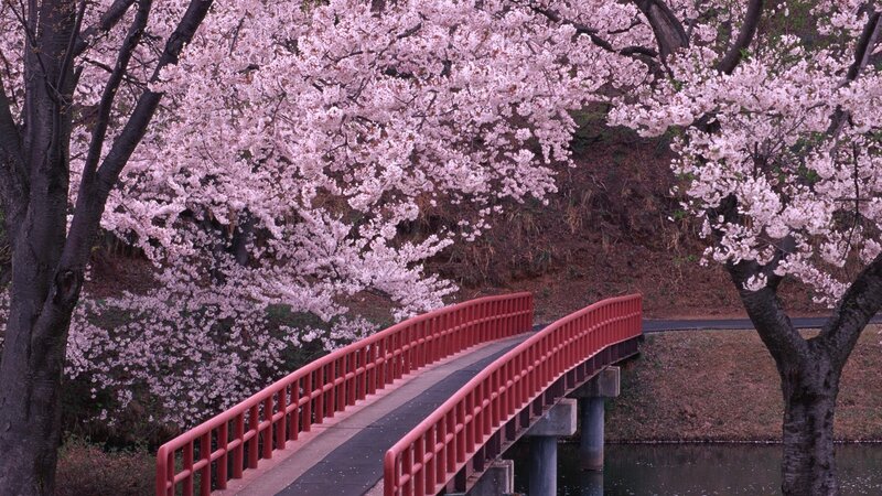 Red Bridge under Cherry Blossoms — Pink