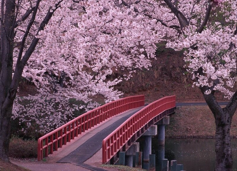 Red Bridge under Cherry Blossoms