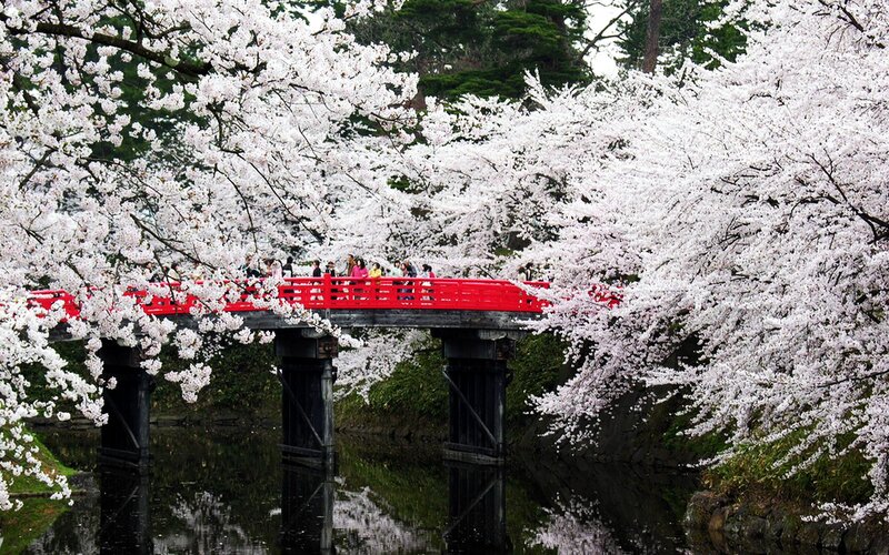 Red Bridge under Cherry Blossoms — White