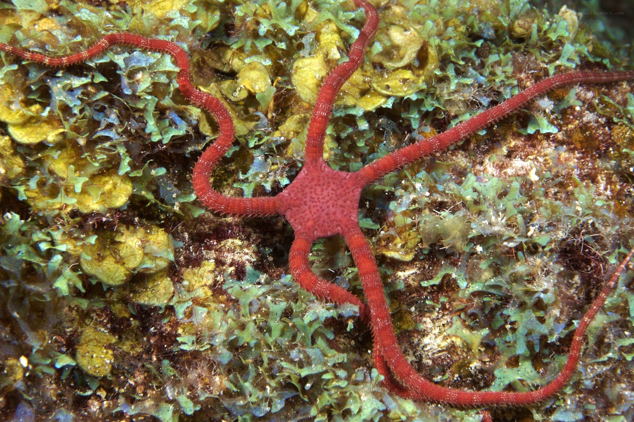 Red brittle star on rocky reef