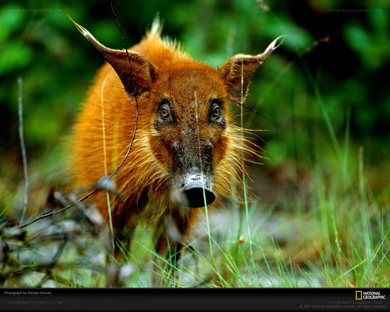 Red brocket deer in forest