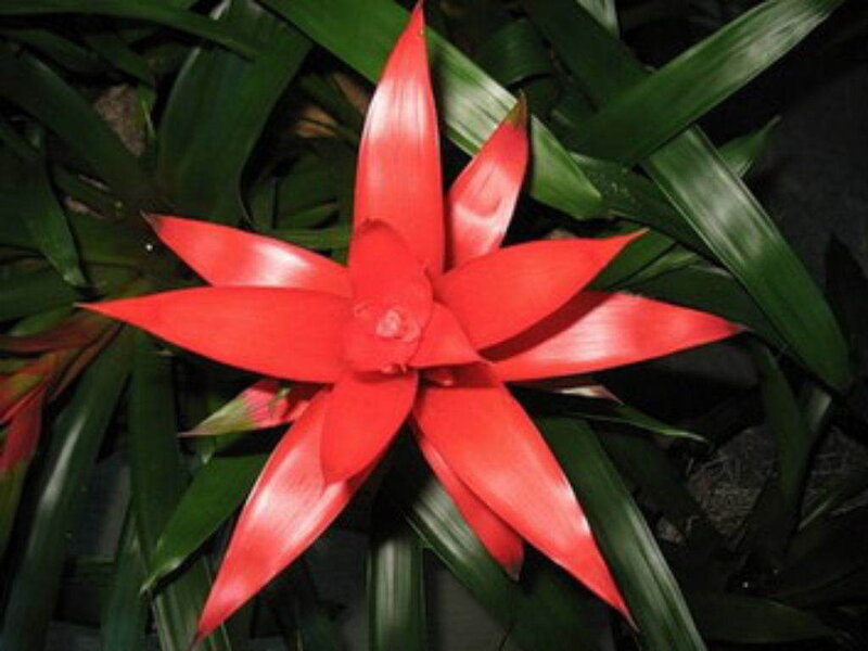 Red bromeliad flower