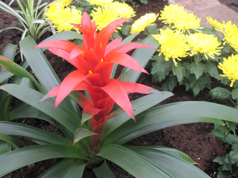 Red Bromeliad Flower — Calm