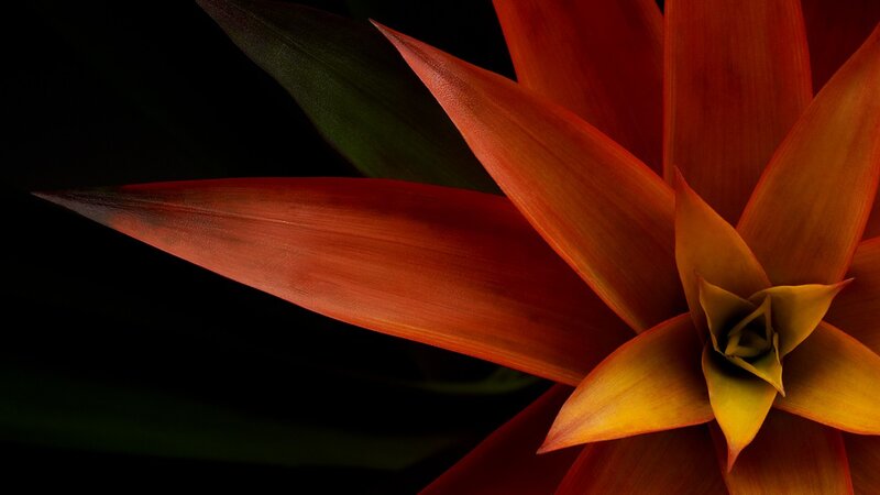 Red Bromeliad Flower — Dramatic, Photograph