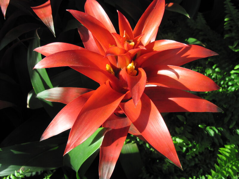 Red Bromeliad Flower — Dramatic