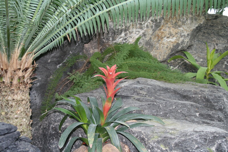 Red Bromeliad Flower — Green, Natural, Photograph
