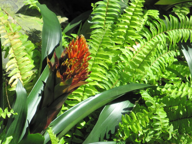 Red Bromeliad Flower — Green, Natural