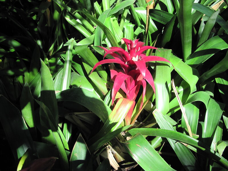 Red Bromeliad Flower — Green