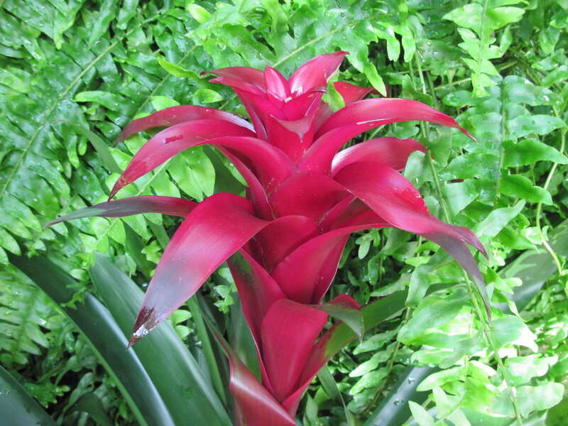 Red Bromeliad Flower — Lush