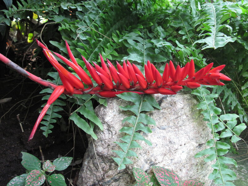 Red Bromeliad Flower — Natural, Afternoon, Photograph, Fern