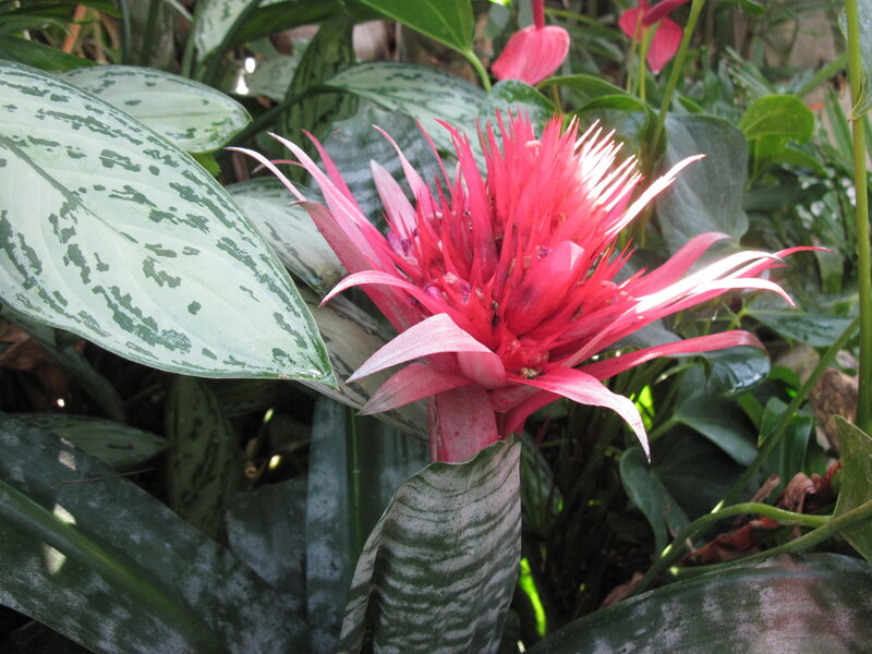 Red Bromeliad Flower — Natural, Afternoon, Photograph, Green Leaves, Plant
