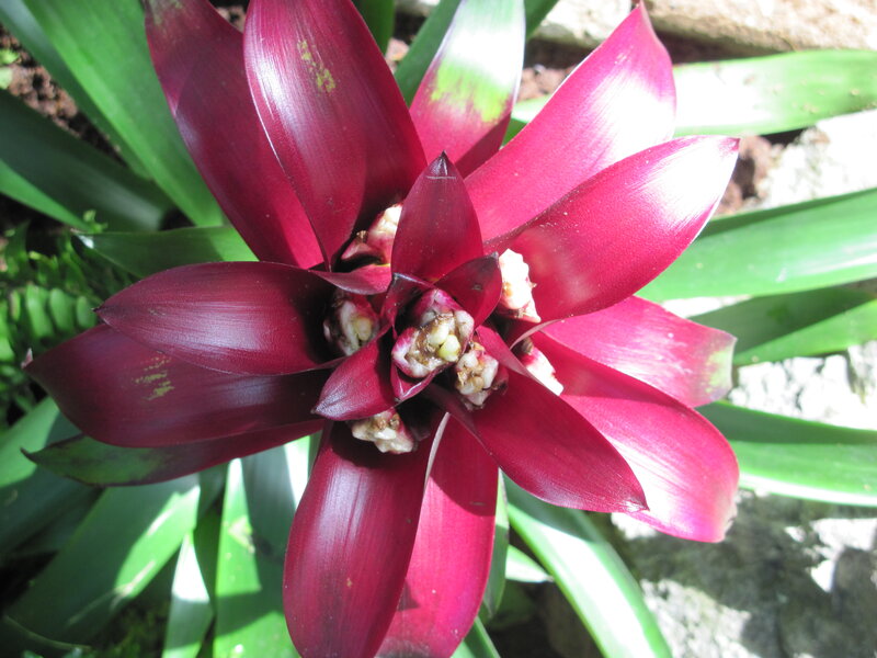Red Bromeliad Flower — Natural, Afternoon, Photograph, Green Leaves, Soil
