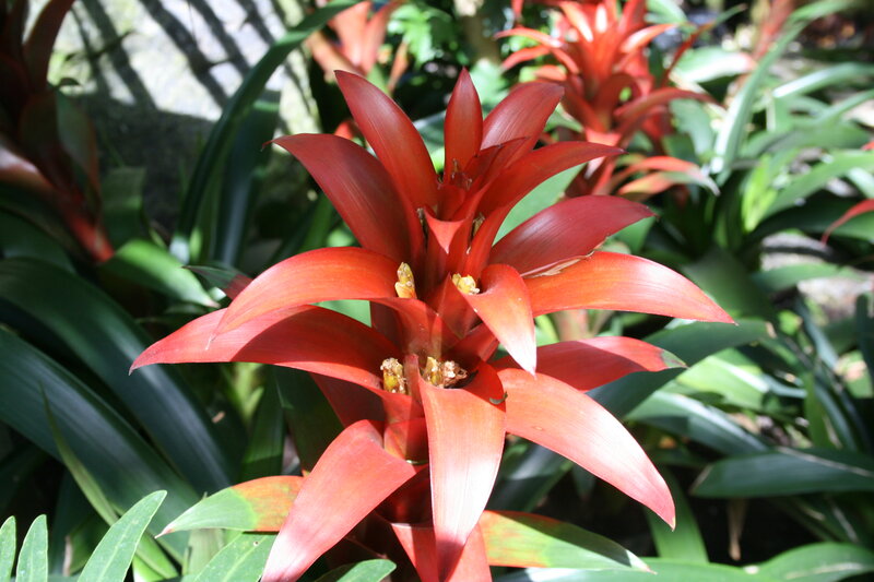 Red Bromeliad Flower — Natural, Afternoon, Photograph, Green Leaves, Sunlight