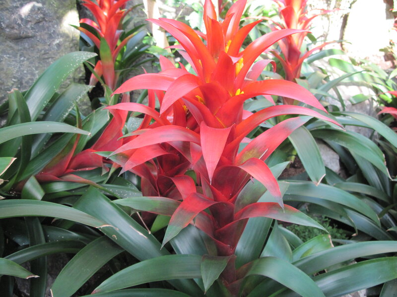 Red Bromeliad Flower — Natural, Afternoon, Photograph, Green Leaves