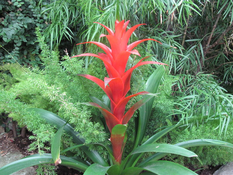 Red Bromeliad Flower — Natural, Afternoon, Photograph