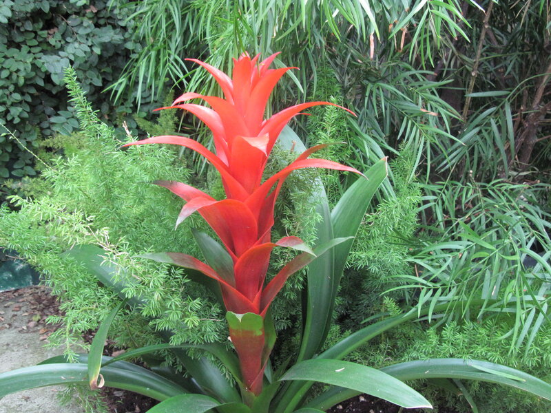 Red Bromeliad Flower — Natural, Afternoon