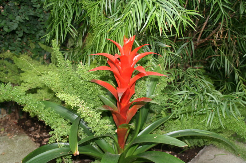 Red Bromeliad Flower — Natural, Photograph, Green Foliage