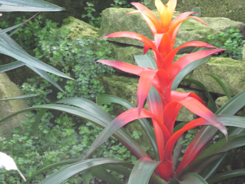 Red Bromeliad Flower — Natural, Photograph, Green Leaves, Mossy Rocks
