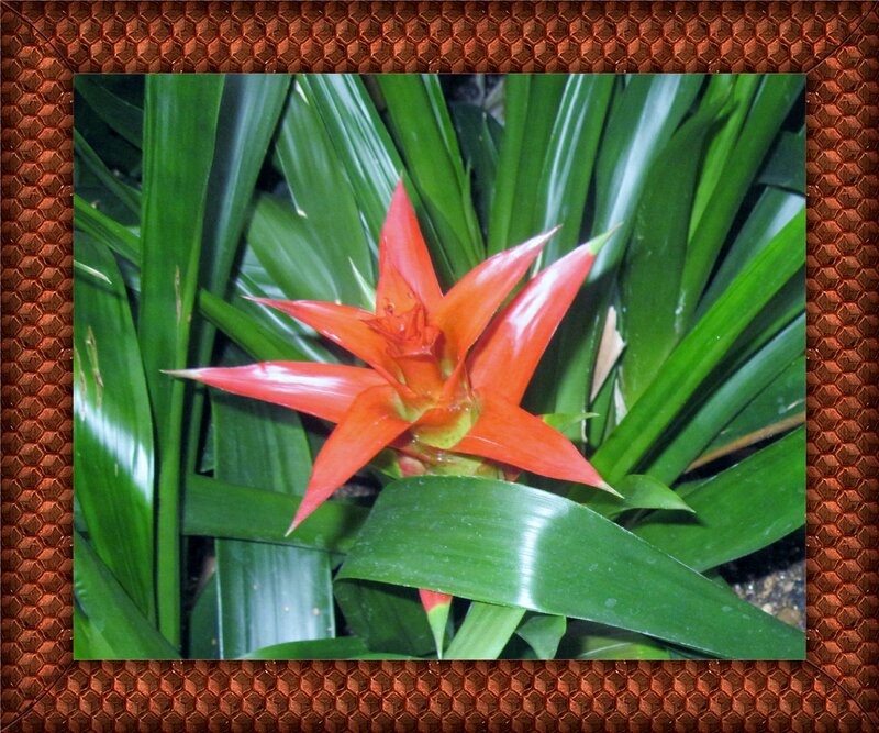 Red Bromeliad Flower — Natural, Photograph, Green Leaves, Plant