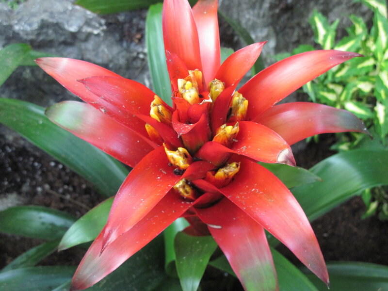 Red Bromeliad Flower — Natural, Photograph, Green Leaves, Rock, Soil