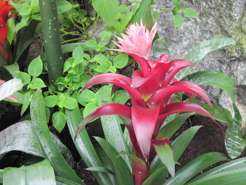 Red Bromeliad Flower — Natural, Photograph, Green Leaves, Rock Wall