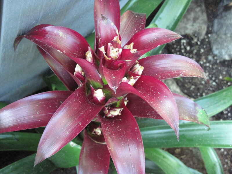 Red Bromeliad Flower — Natural, Photograph, Green Leaves, Soil, Rock