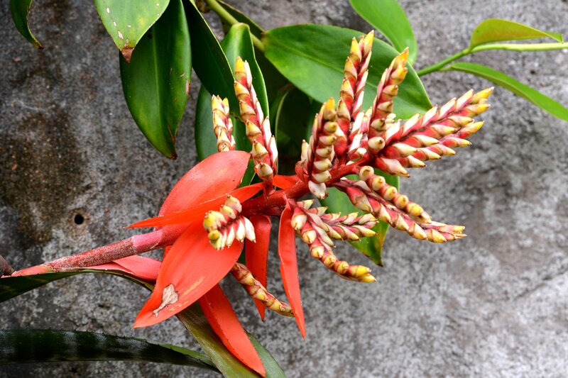 Red Bromeliad Flower — Natural, Photograph, Green Leaves, Stone Wall