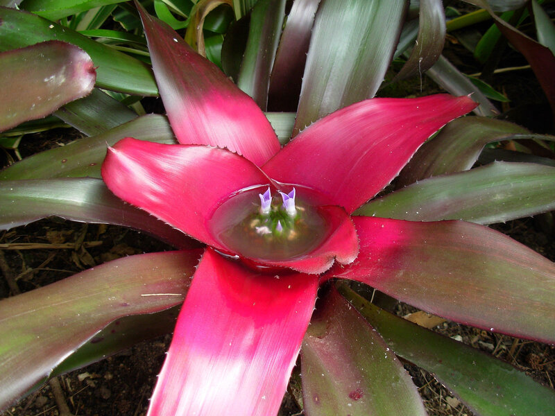 Red Bromeliad Flower — Natural, Photograph, Leaves, Soil