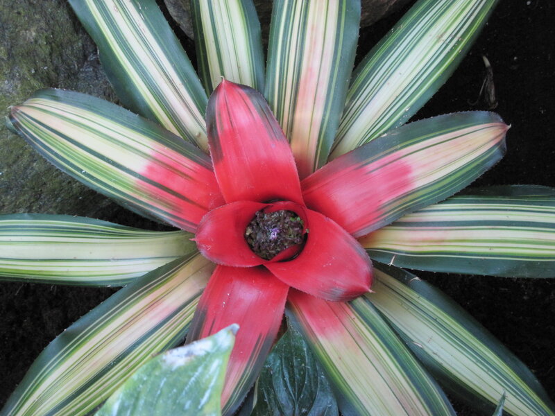 Red Bromeliad Flower — Natural, Photograph, Leaves