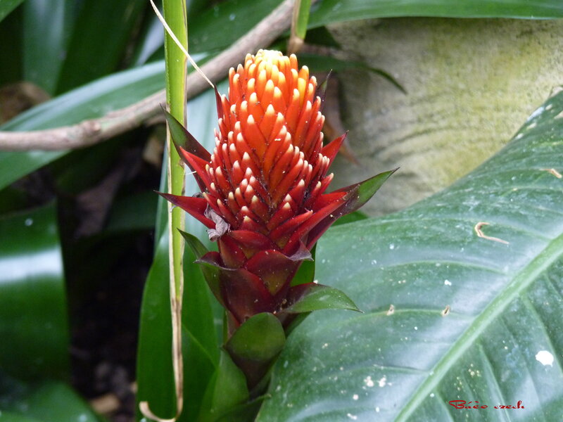Red Bromeliad Flower — Natural