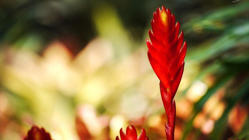 Red bromeliad flower
