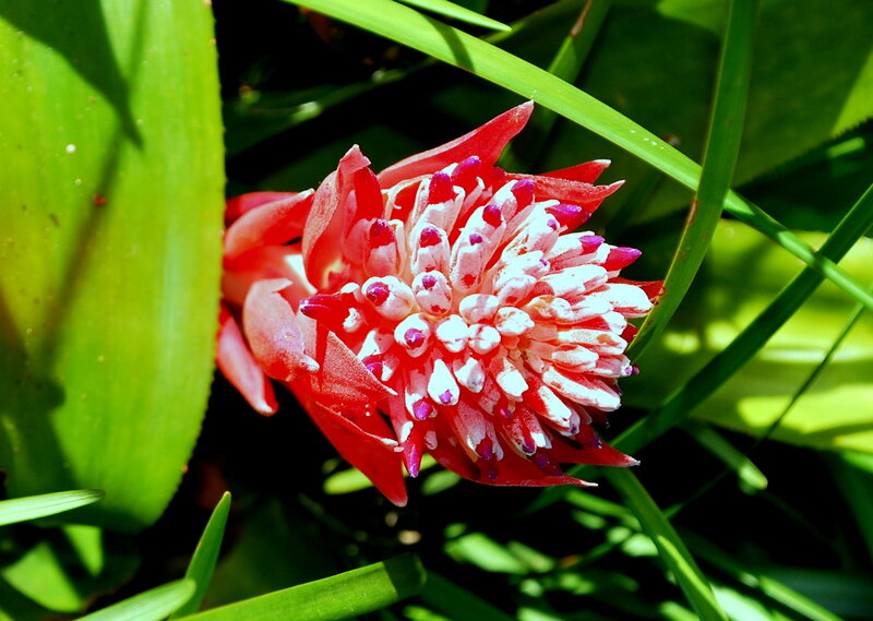 Red Bromeliad Flower — Vibrant, Afternoon